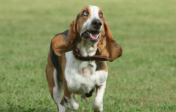 巴色特犬聪明吗