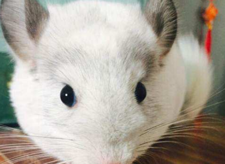 银斑龙猫可以训练吗 银斑龙猫可以训练吗