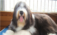 养长须柯利牧羊犬要注意什么