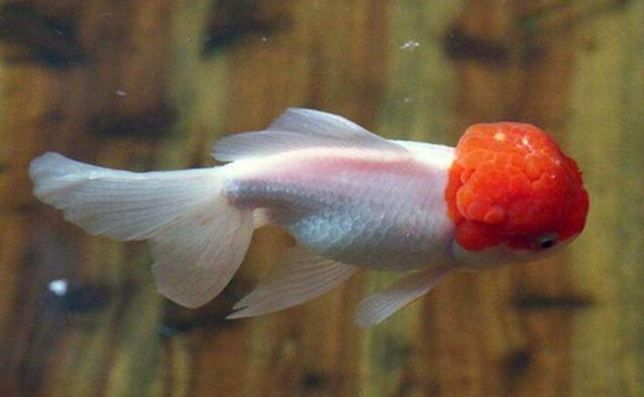 新手怎样养红虎头金鱼