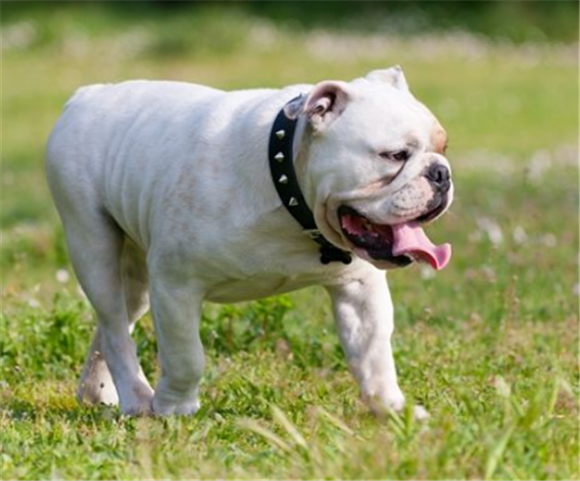 英国斗牛犬的原产地在哪里