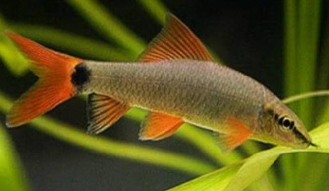 彩虹鲨能长大吗