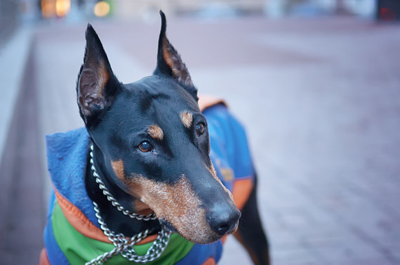 艾分杜宾犬吐了需要怎么办