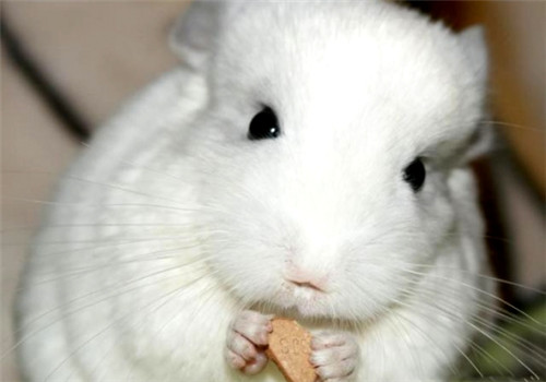 纯白龙猫皮毛是什么颜色