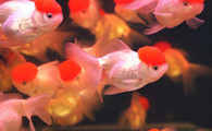 鹤顶红金鱼好养吗