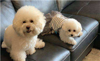 卷毛比熊犬训练技巧