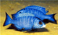蓝宝石鱼的寿命是多长