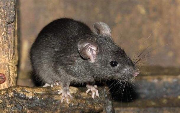 屋顶鼠毛色变化较大.