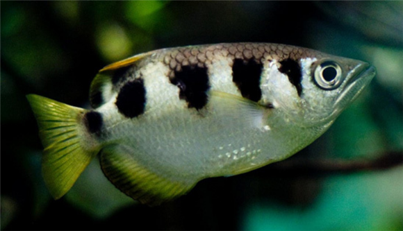 射水鱼一条多少钱