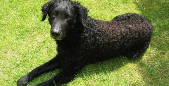 长卷毛猎犬有攻击性吗