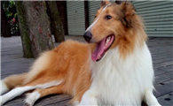长须柯利牧羊犬什么时候产仔
