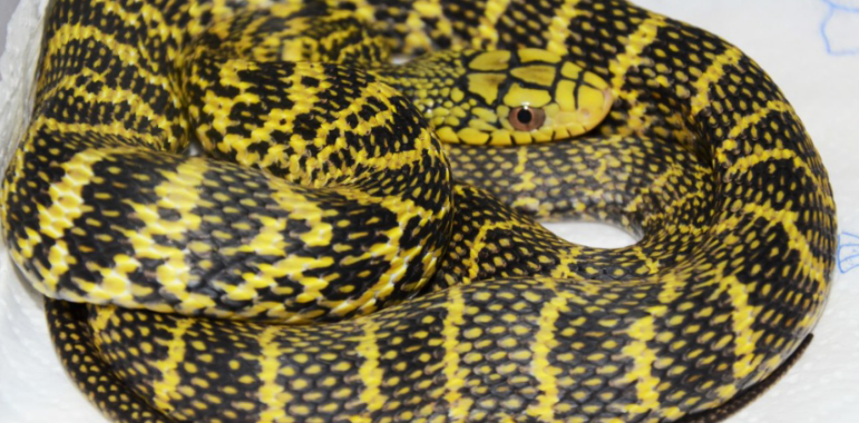 王锦蛇是国家几级保护动物