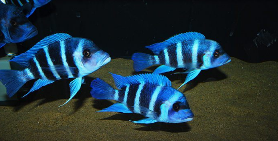 萨伊蓝六间鱼体呈纺锤形,稍侧扁,体长15厘米左右.