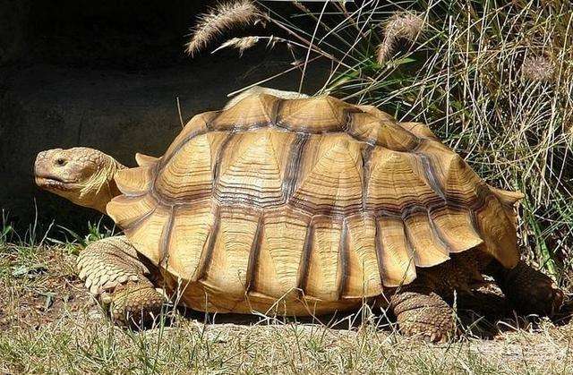 苏卡达象龟寿命多少年