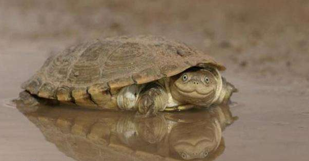 非洲沼泽侧颈龟图片