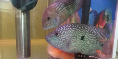 德州豹的寿命是多长