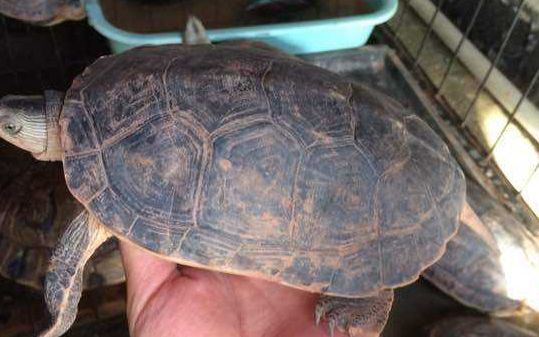 菲氏花龟好养吗