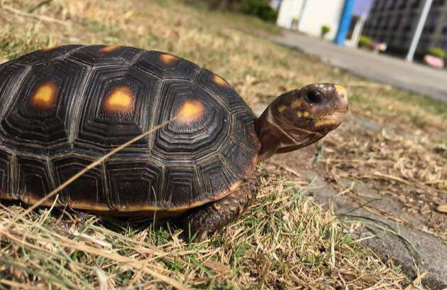 北部锦箱龟好养吗