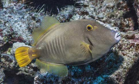 马面角吊能长大吗