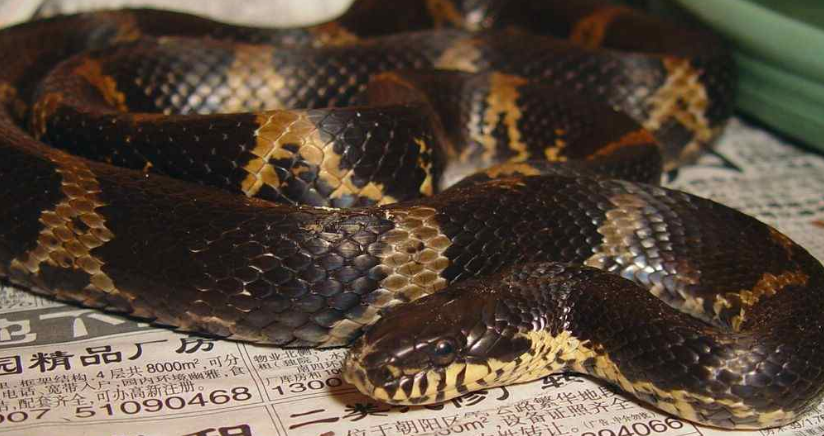 棕黑锦蛇最大有多少斤