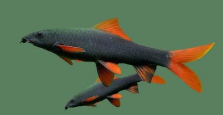 红尾黑鲨生病用什么药