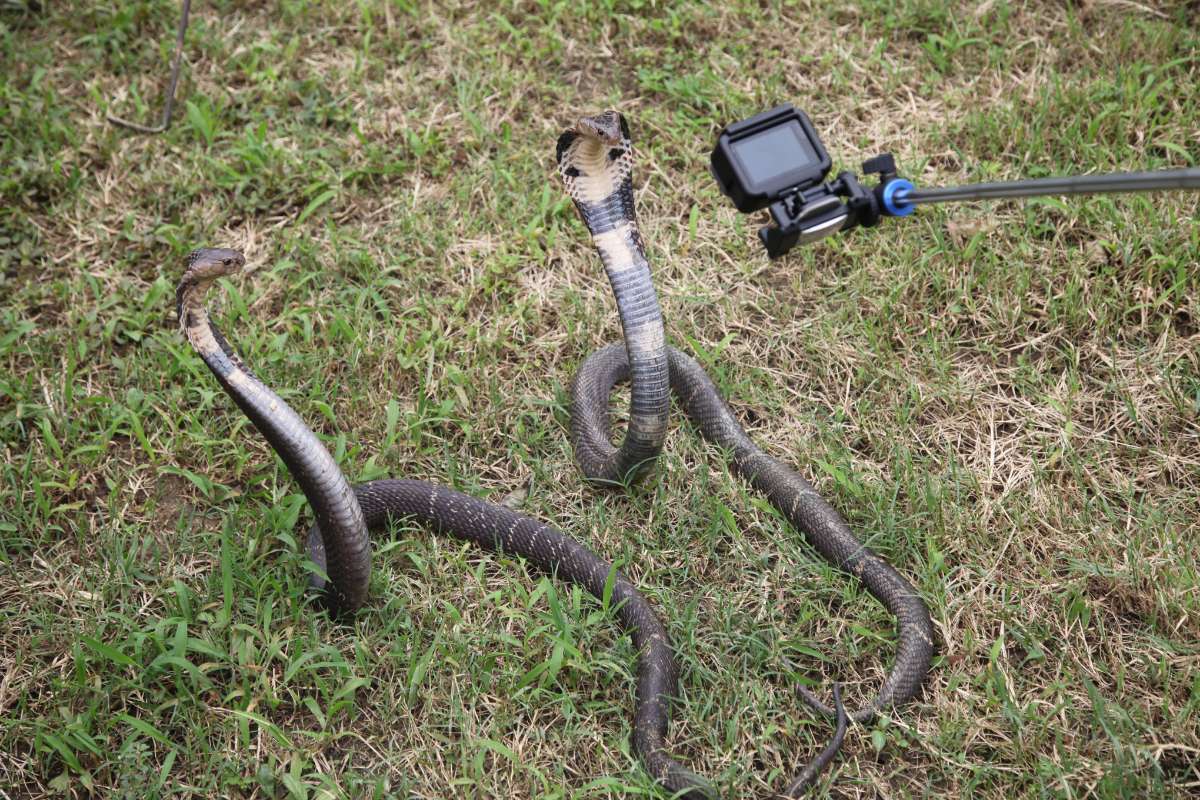 舟山眼镜蛇外形特征