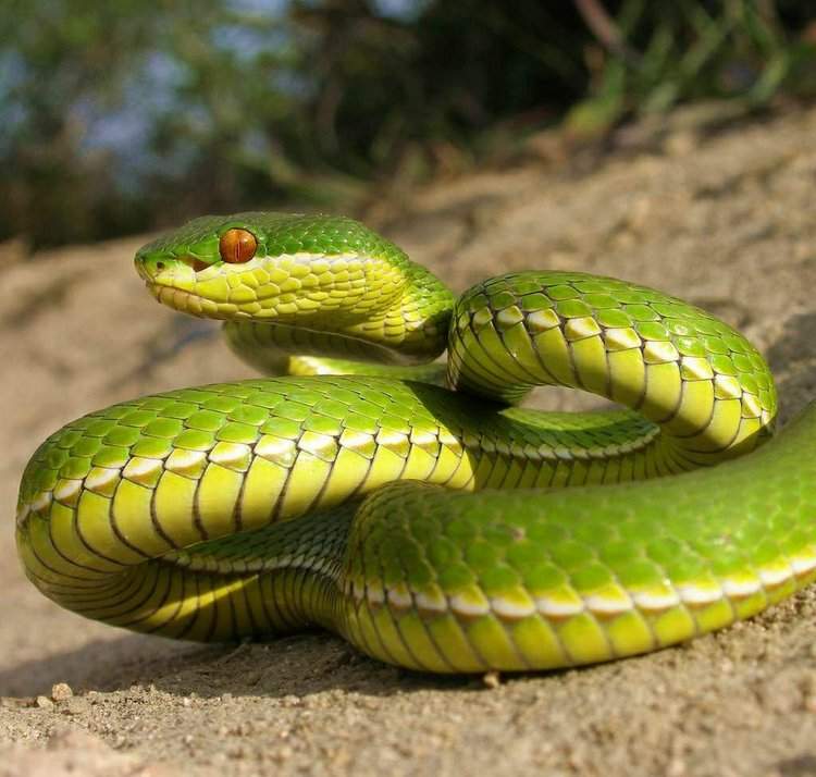 西藏竹叶青蛇最大有多少斤
