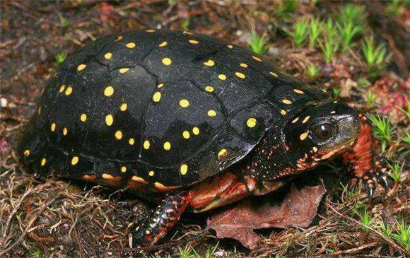 星点水龟生病怎么处理