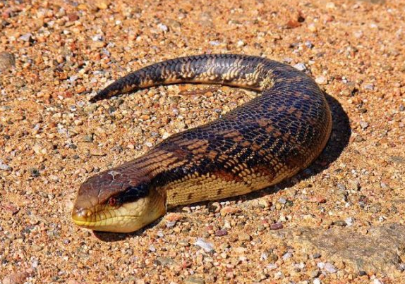 野鎚蛇分布於日本各地,被目击