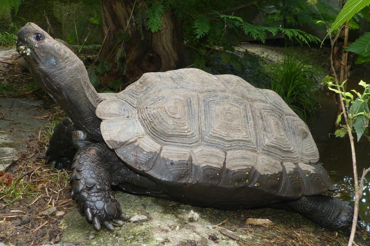 靴脚陆龟怎么分雌雄