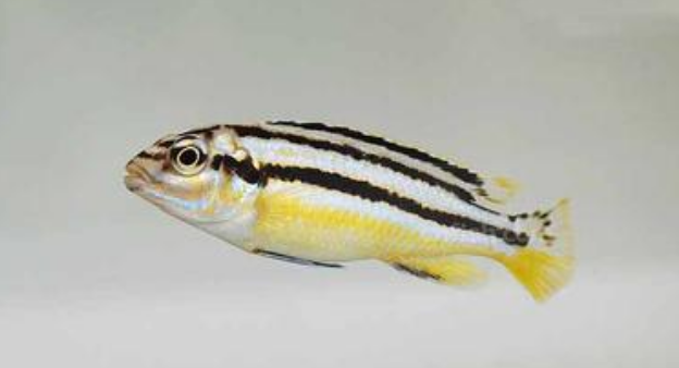 非洲凤凰鱼长多大