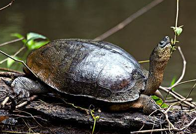 中美洲河龟吃什么食物最好
