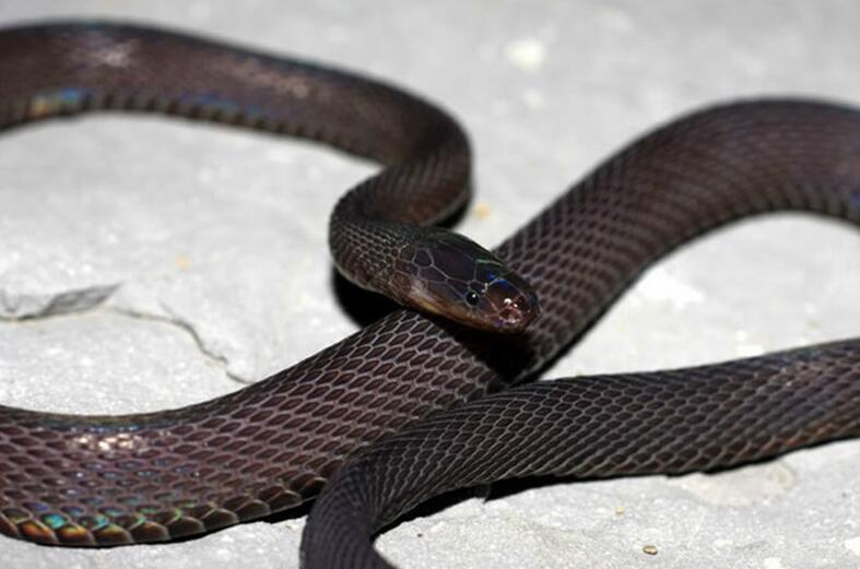 黑脊蛇能咬死人吗