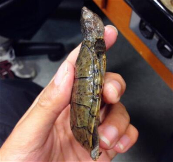 平背麝香龟雌雄如何辨别