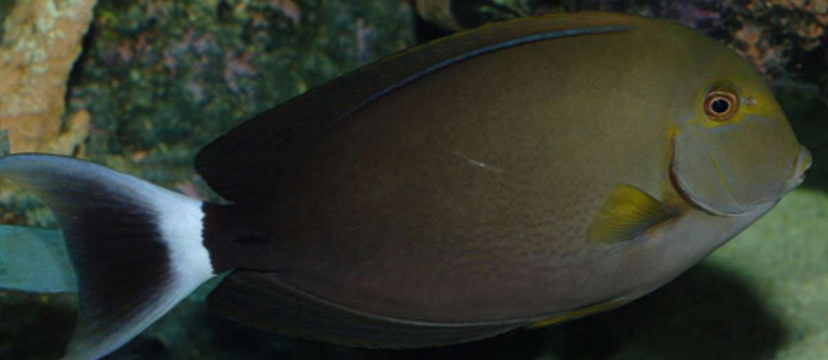 印度洋黑吊吃什么最好