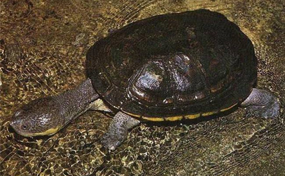 巨头蛇颈龟怎么冬眠