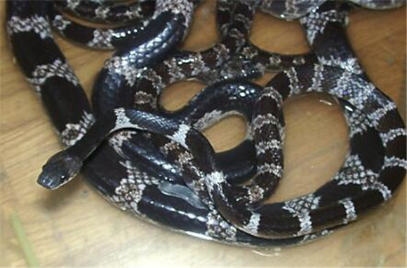 黑背白环蛇外形特征