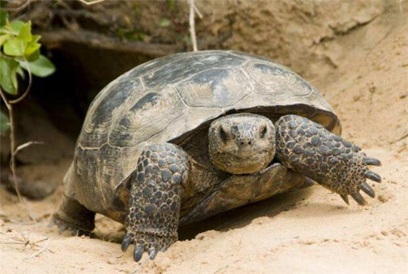 特拉凡柯陆龟可以深水养吗