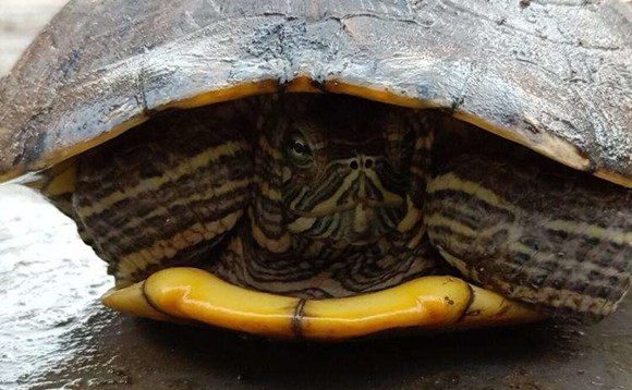 山龟怎么分雌雄
