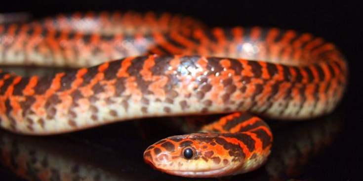 桑根蛇头扁大,呈明显的三角形,头部黑色,头部鳞缘呈红色,吻鳞较高.