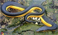 长吻海蛇外形特征