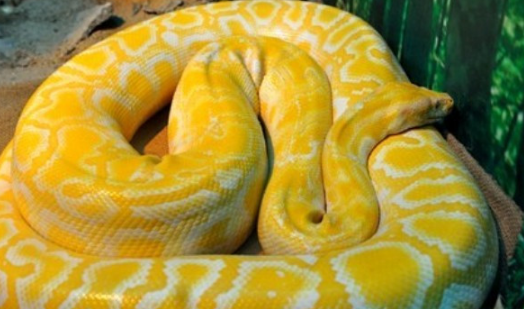 黄金蟒是白化的缅甸蟒,是国家一级保护动物,按照法律规定,需持有林业