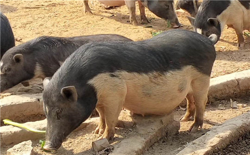 海南猪品种图片