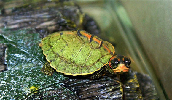 印度棱背龟怎么养