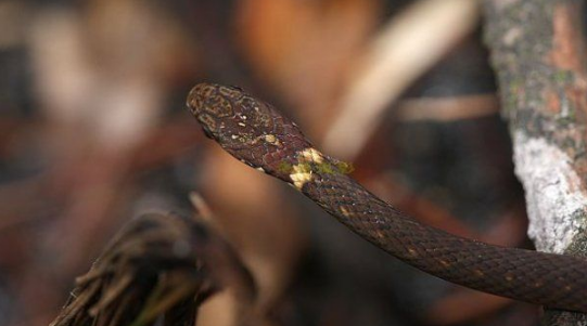 锈链腹链蛇是保护动物吗