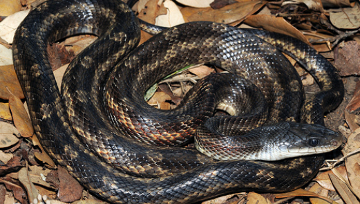 德州鼠蛇最大有多大