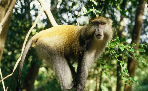 白唇青长尾猴