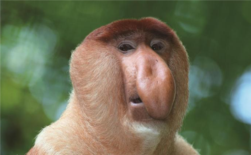 长鼻猴
