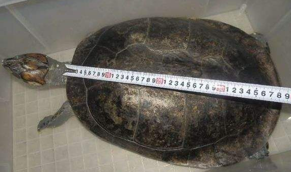 巨型侧颈龟吃什么食物最好 巨型侧颈龟吃什么食物最好