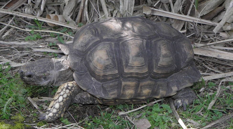 阿根廷象龟怎么养